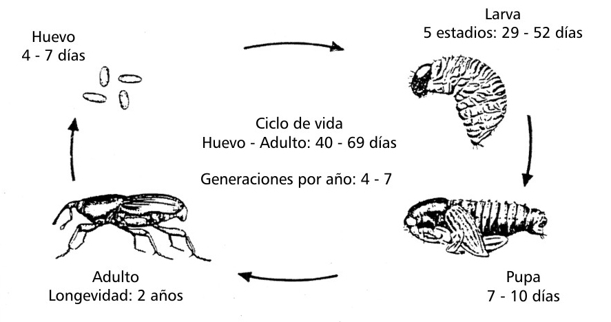 ciclo de vida del cosmopolite sordidus