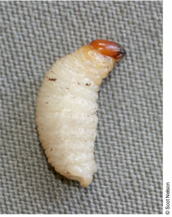 Larvas Cosmopolites sordidus adulto